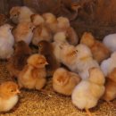 밀마운트농장 이미지