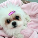 사월1리마을 이미지