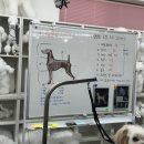 보람애견미용 이미지