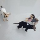 퍼피엔젤스 이미지