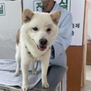 약초동물병원 이미지