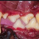 24시폴동물병원 이미지