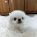 시원애견 이미지