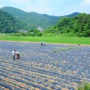 광전1리 이미지