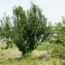 일반성면-1 이미지