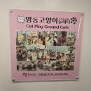 고양이 놀이터 | 명동 가볼만한곳 고양이 카페 놀거리 가득한 고양이놀이터 아이와 방문후기