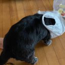 견생냥품 무인 24시 울산 매곡점 | 울산 매곡 :: 견생냥품 24시 무인 애견용품점 후기