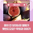 열매이야기 | 꽃이 안 보이는데 열매가 맺히는 무화과 이야기