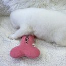 버디독 강아지분양 안심분양센터 시흥점 이미지