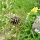 [1월 18일 탄생화] 어저귀(Indian Mallow) : 억측 이미지