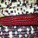 토종슈퍼 이미지