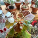 고수탕수 이미지