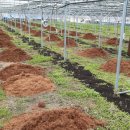 김옥성 농장 이미지