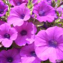 두꺼비농장 이미지