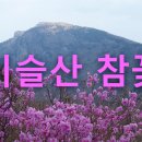 참꽃 이미지