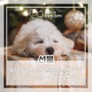 수선화메디칼