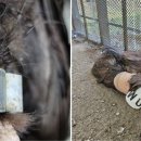 전라남도야생동물구조관리센터 이미지