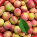 성촌농장 이미지