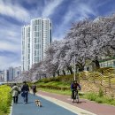 도삼 Daum카페