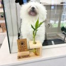 ARTEAM DOG 이미지