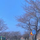 주산 | 보령댐 벚꽃 드라이브 &amp; 주산벚꽃축제 정보｜개화 전 방문 후기와 개화시기 정리