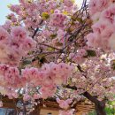 개심사입구 주차장 | 서산 개심사 겹/청벚꽃 명소 &amp; 현지 맛집 완벽 가이드 2026