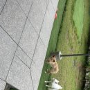 도그랑펜션 이미지