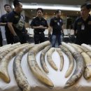 코뿔소 PC 이미지