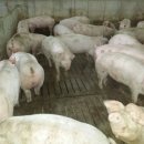 회수동-4 이미지