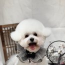 댕그랑댕 이미지