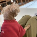 리더스유치원 | [동탄] 24시 동탄 리더스 동물의료원 | 동탄 리더스 동물병원 췌장염 입원 내돈내산 후기 (진료비, 노견)