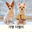 좋은친구펜션 | 양평펜션 애견동반 독채 더밸리 애견풀빌라