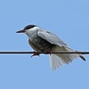 대정전기 이미지