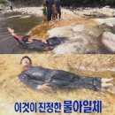 시골집막걸리 네이버블로그