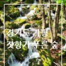 푸른숲 이미지