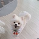 아이봄 동물병원 네이버블로그