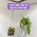 풀스토리 | 수원 식물 가게 풀스토리 인계동 매교역 행잉식물 파는 곳