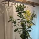 한입주개 이미지