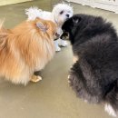 인누온 | 동래 애견호텔 , 애견유치원 ,놀이방 - 인누온 이용 후기