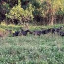 양평흑염소농장 이미지