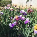 미니농장 이미지