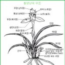 한국춘란 견문록(見聞錄/atlas)87/서양난과 동양난/02 동양난02(난일용560) 이미지