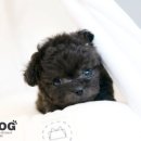 서울애견 이미지