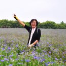 국화목장 이미지