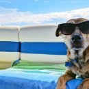 방주동물병원 이미지