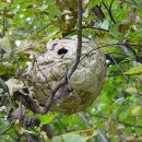 경화 양봉 이미지