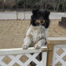 터 애견펜션 이미지