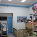 똥강아지 미용 이미지