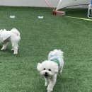 리츠펫 동탄능동점 이미지