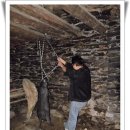 돼지의 족보 이미지